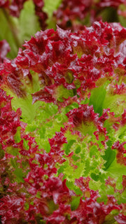 Salat 'Lollo Rossa' frø – foto af grøntsagsplanten