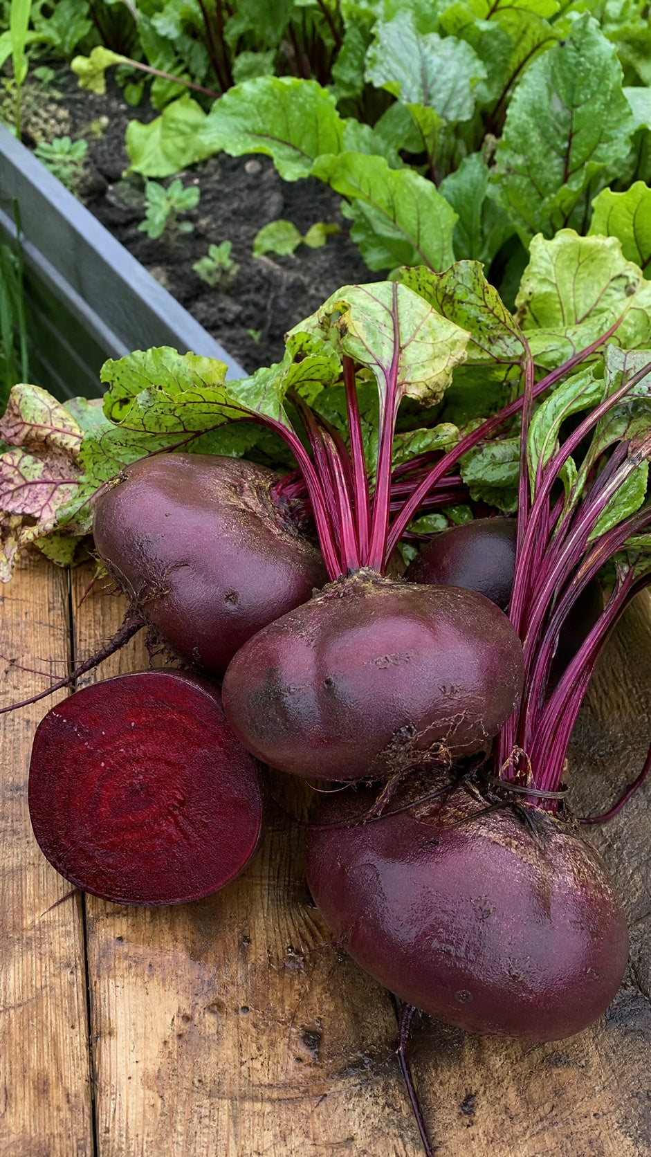 Rødbede Egyptian Turnip – høstede mørkerøde rødbeder