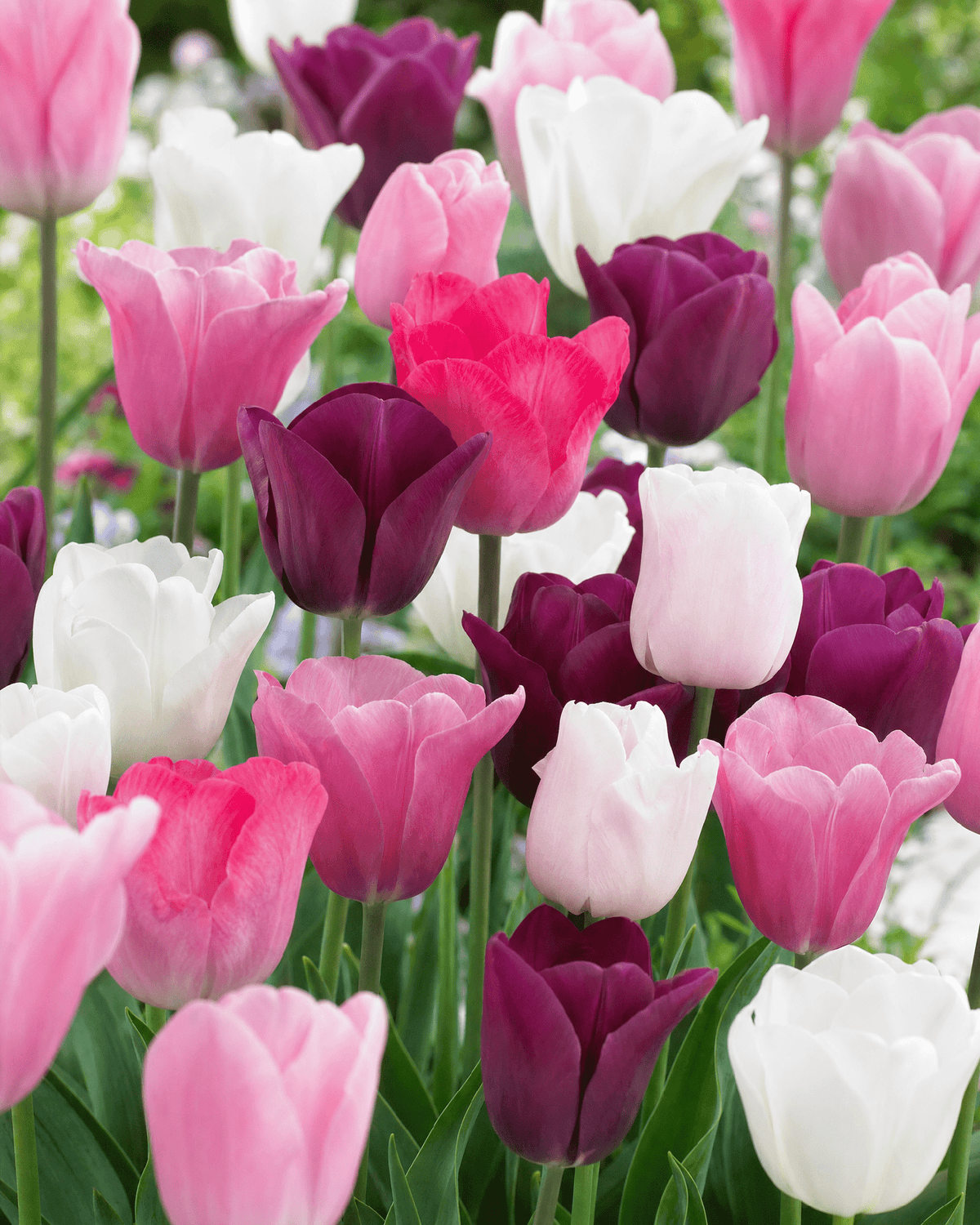 Triumftulipan 'Royal Symphony' blomsterløg i blandet farve