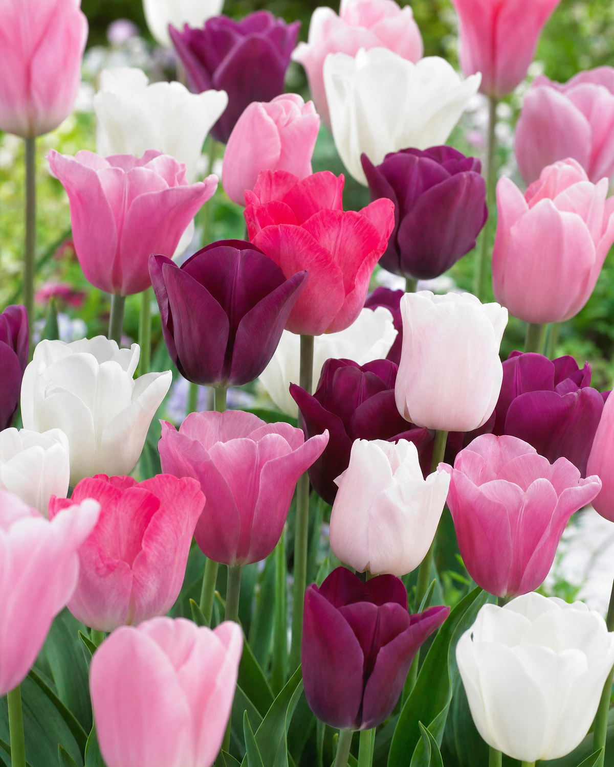 Tulipan 'Royal Symphony' 11/12 cm