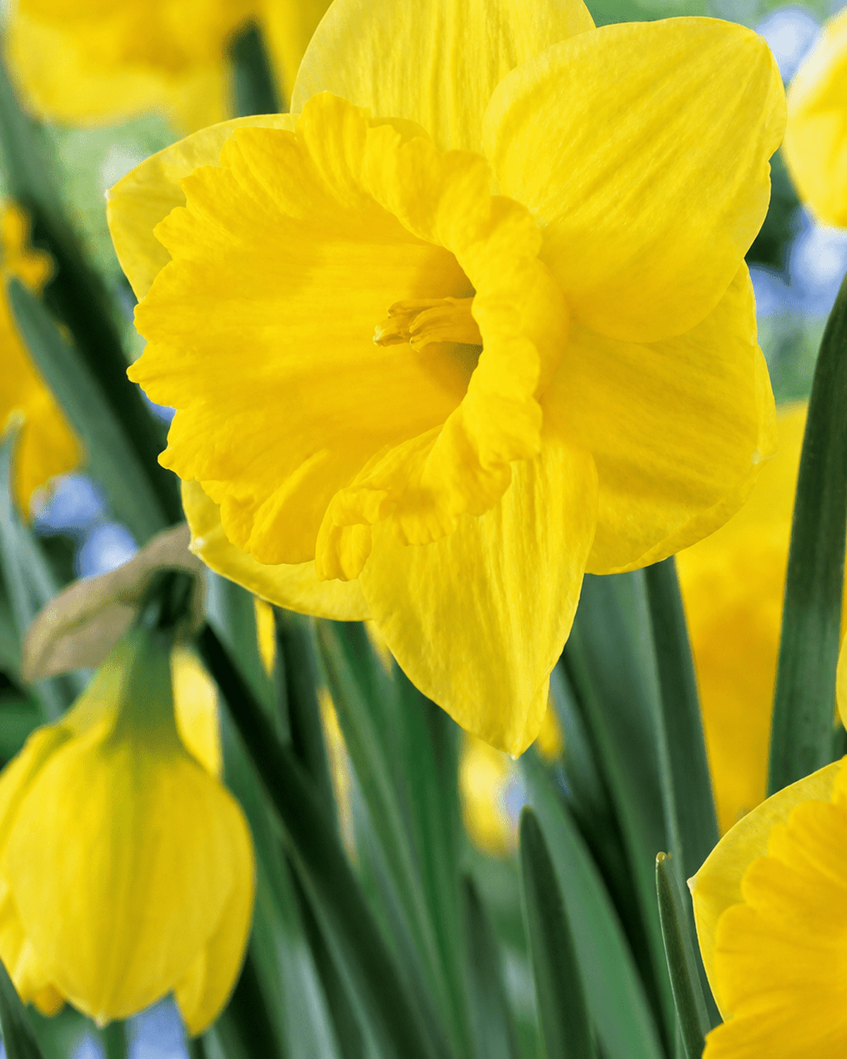 Gule Narcissus Dutch Master med store blomster
