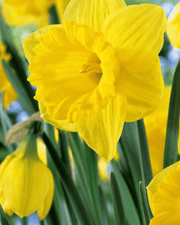 Gule Narcissus Dutch Master med store blomster