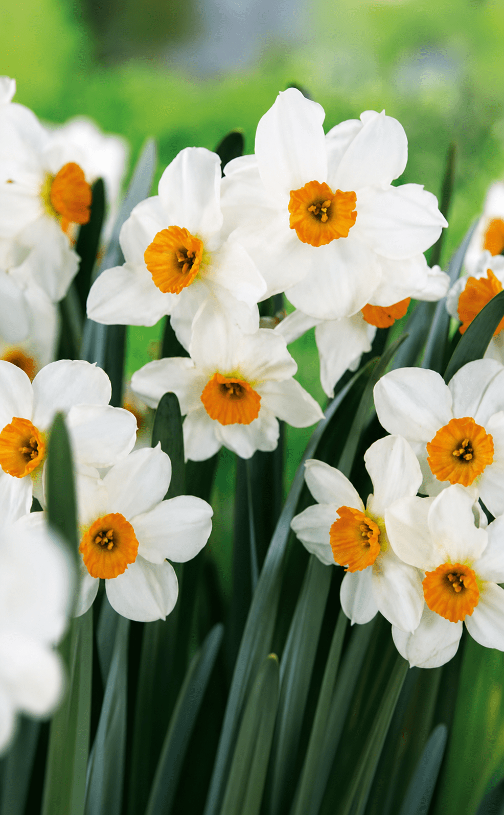 Narcissus Geranium blomsterløg med hvide kronblade og orange krone, plantet i grupper til forårsbede