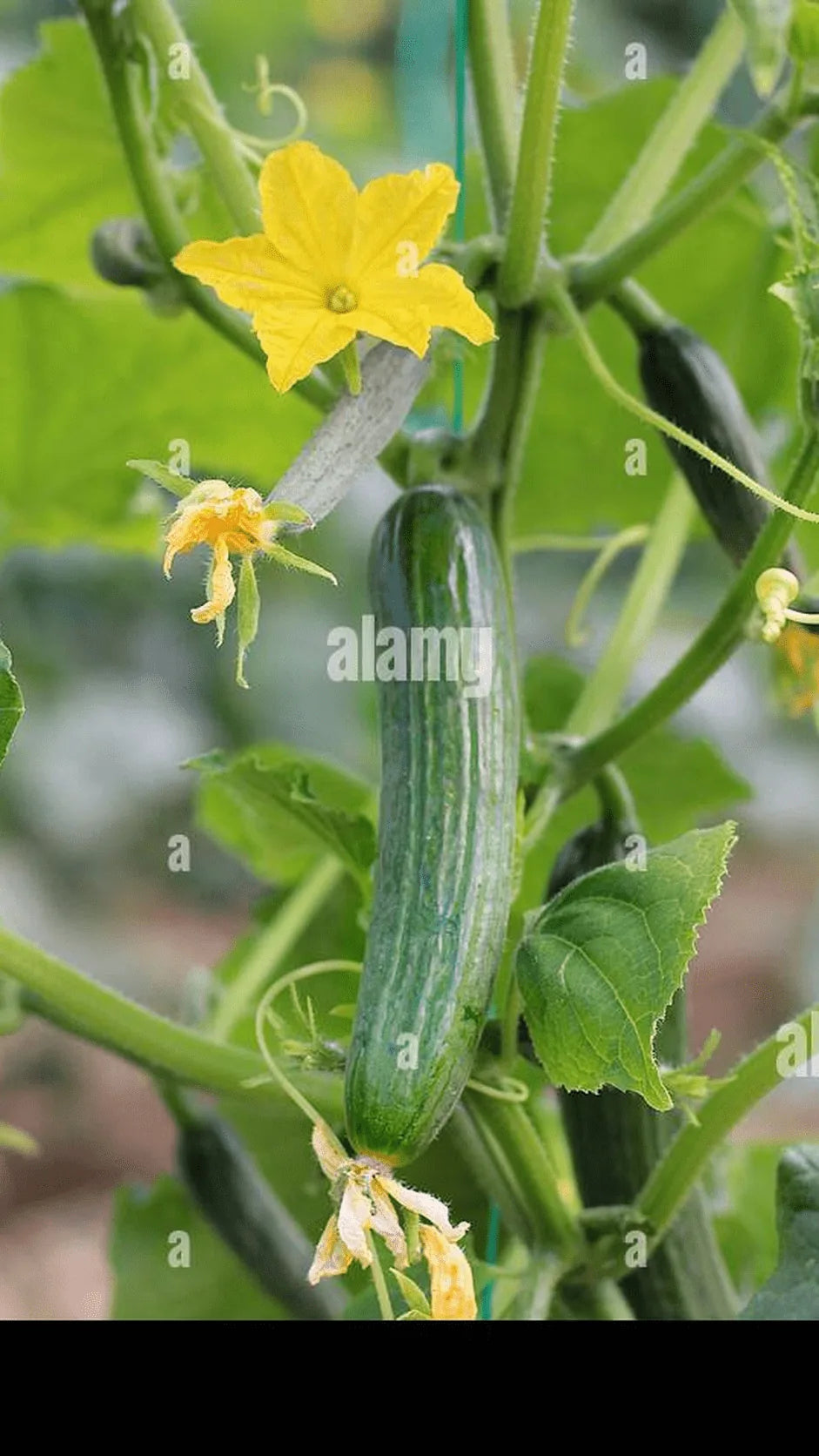 Agurk Sonja frø – foto af agurkplanten