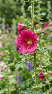 Stokrose frø