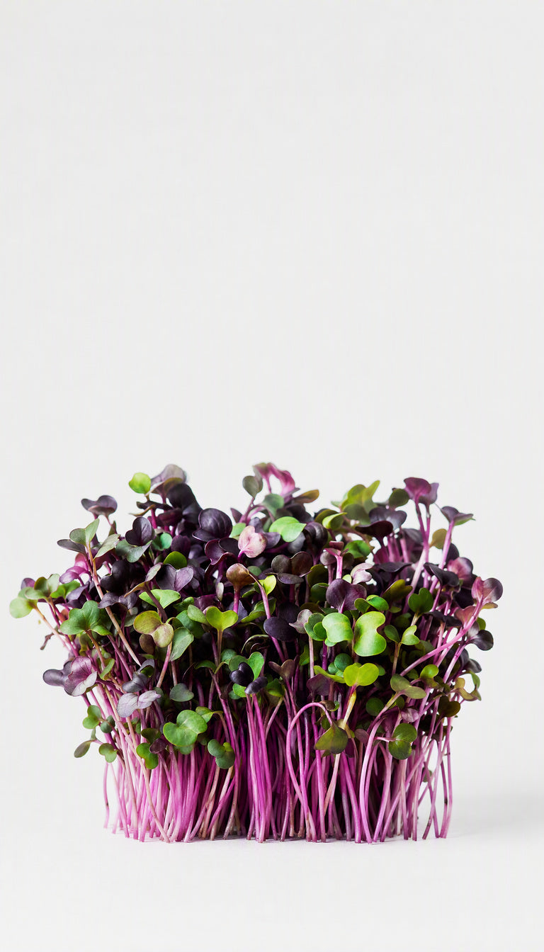 Radise Daikon Red som plantebillede, mere afstand, 768 x 1344 px