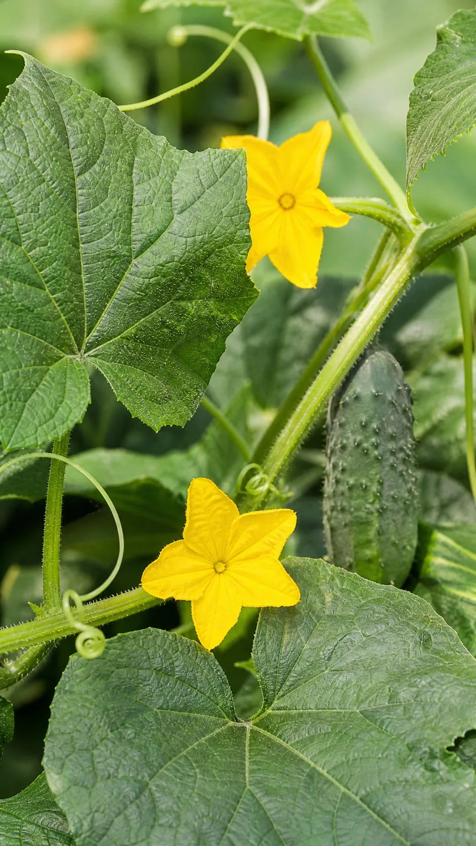 Agurk Marketmore frø – foto af agurkplanten