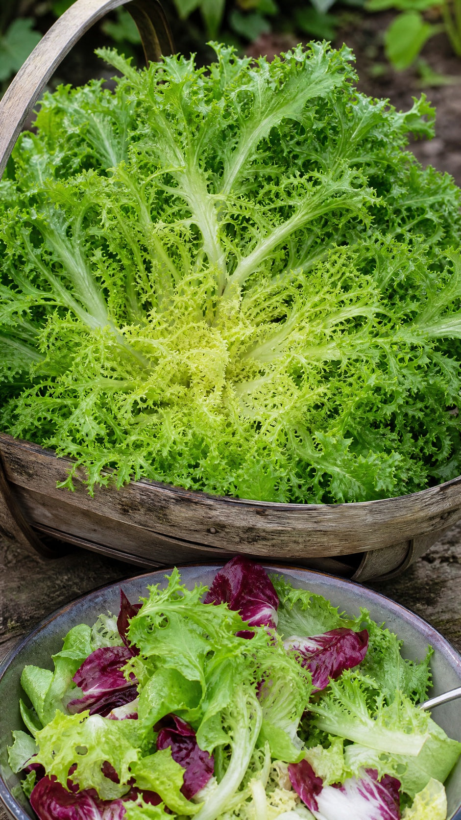 Krøllet endivie Grosse Pancaliere – frisée til frisk salat
