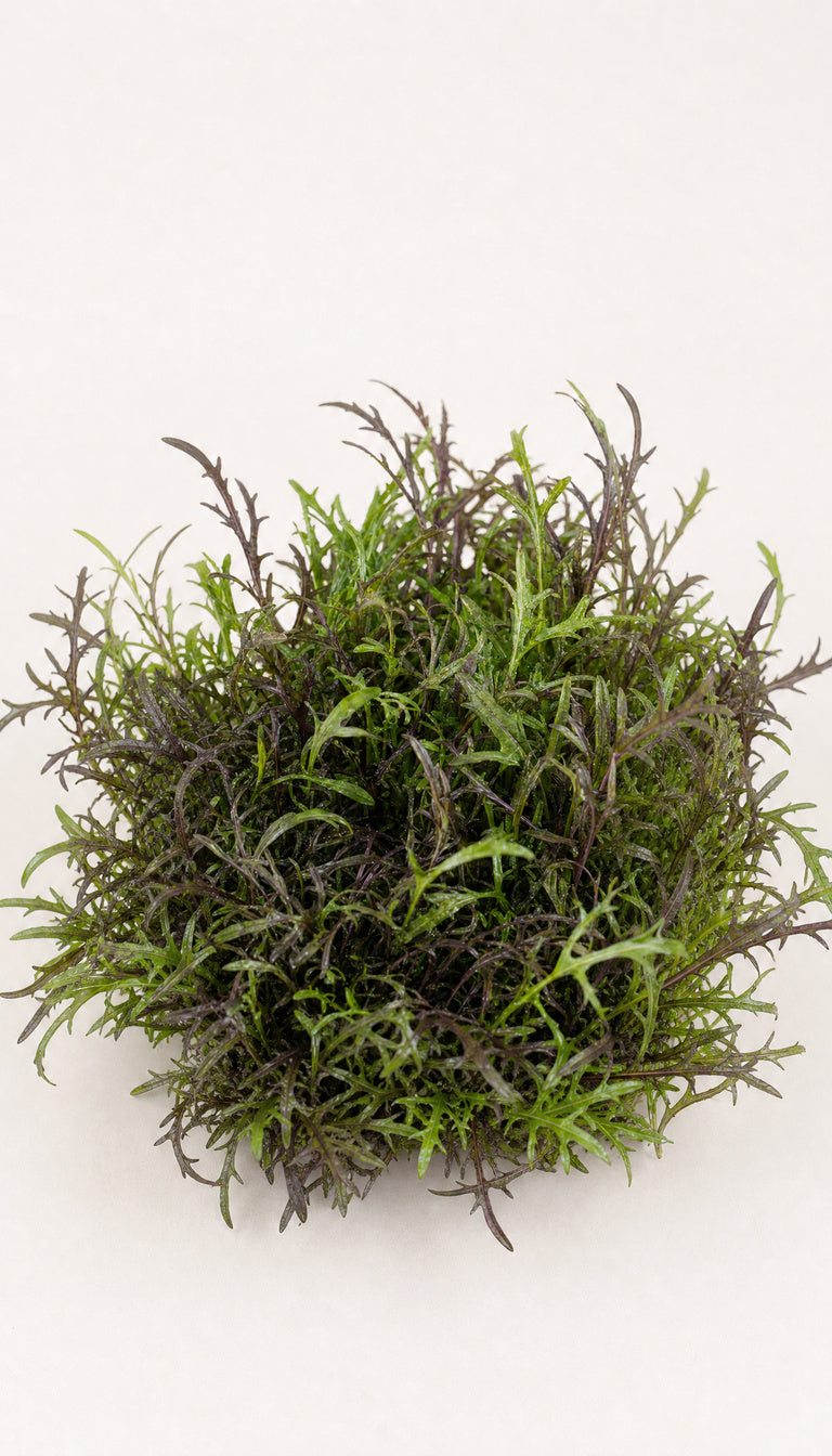 Rød mizuna som plantebillede, mere afstand, 768 x 1344 px