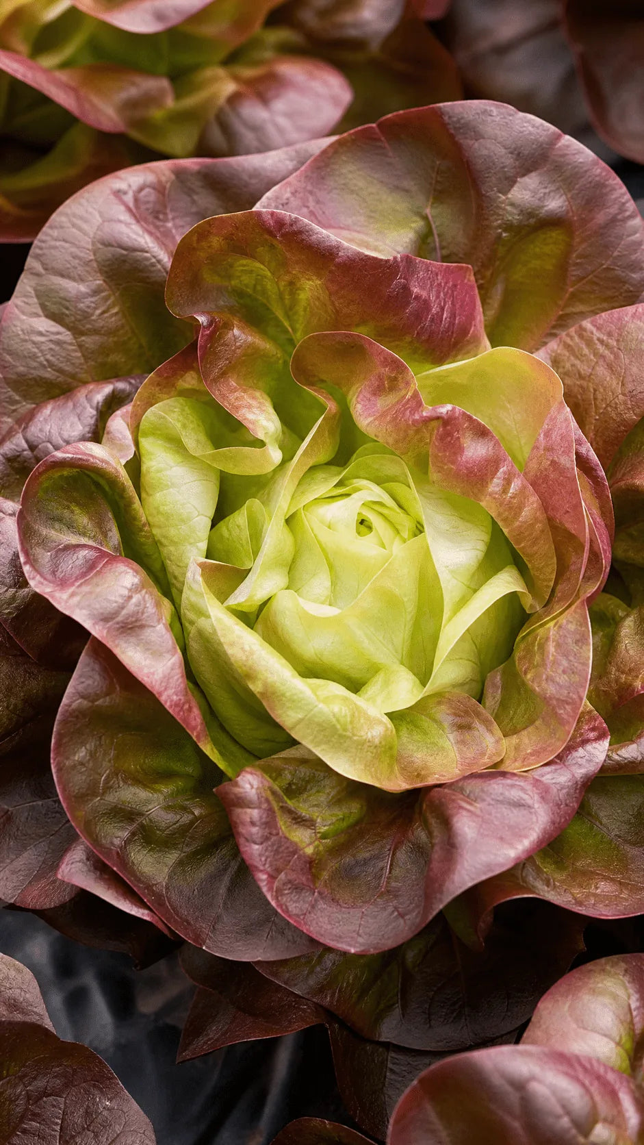 Hovedsalat 'Merveille des Quatre Saisons' frø – foto af grøntsagsplanten