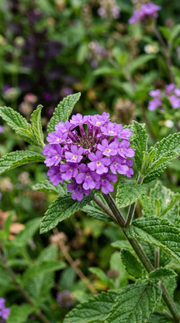 Verbena frø