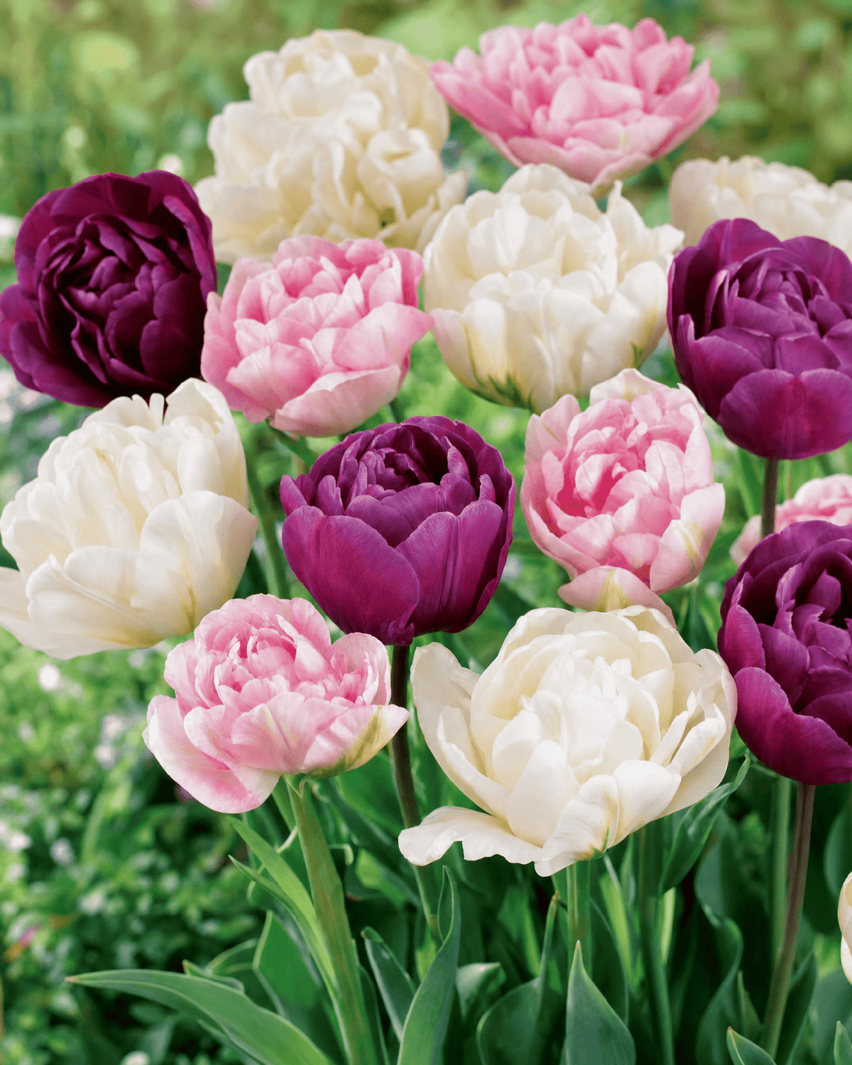 Tulipan 'Lavender Blend' blomsterløg i dyb lilla, pink og hvid med fyldte kronblade
