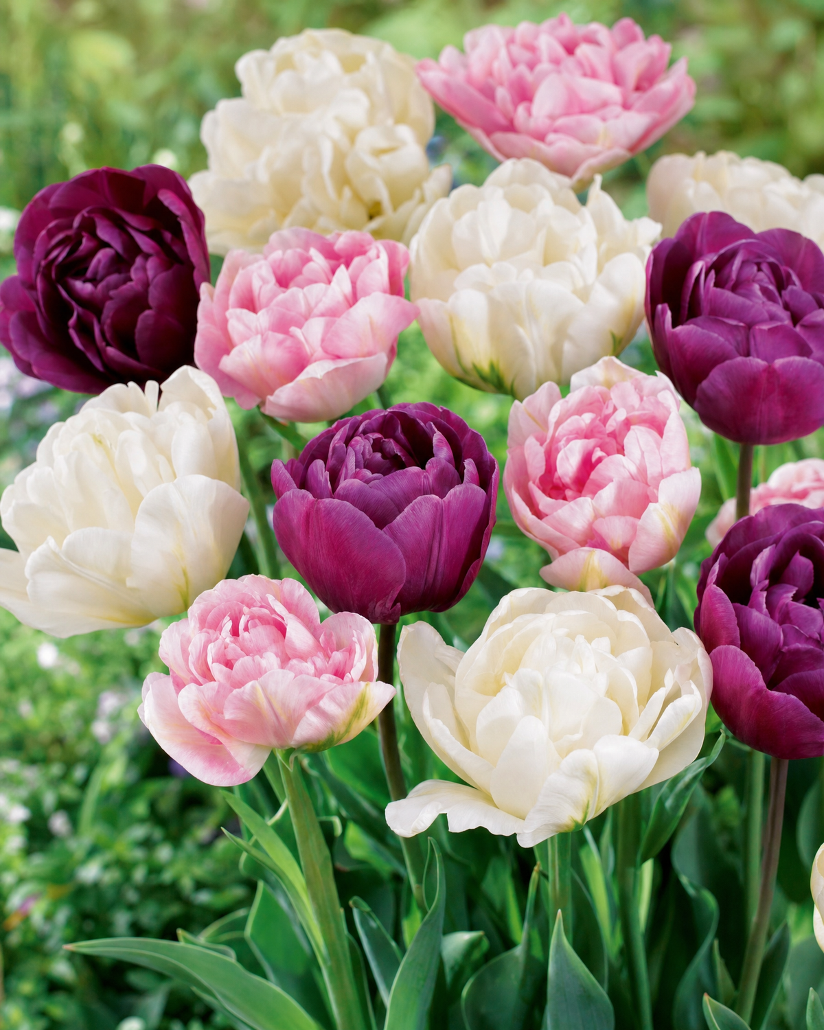 Tulipan 'Lavender Blend' 11/12 cm