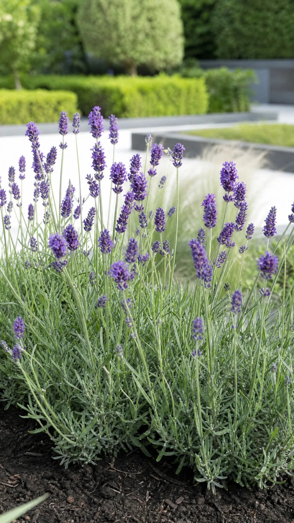 Ægte lavendel i moderne have