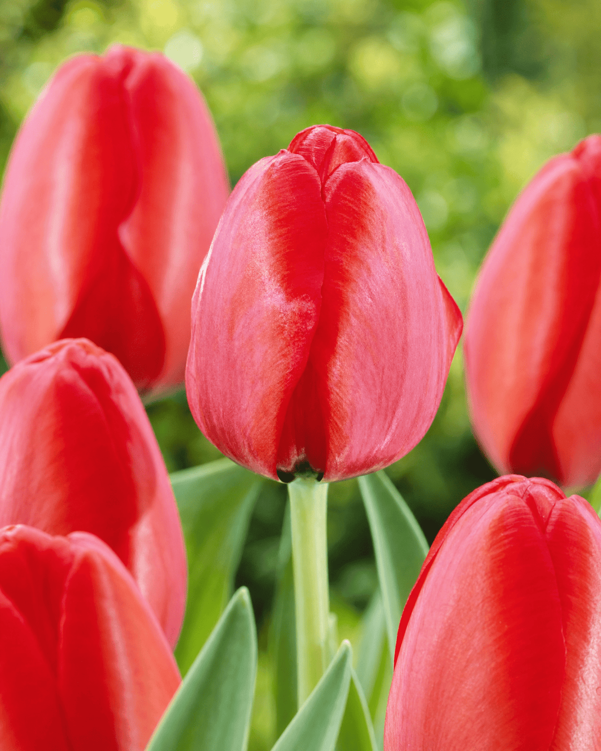 Tulipan 'Red Impression' Darwin-hybrid i levende rød farve, tæt billede af silkeagtige kronblade