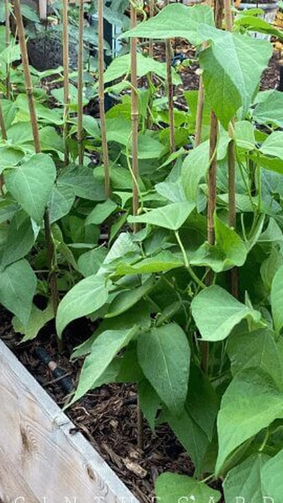 Buskbønne 'Kievit' frø – foto af bønneplanten med grønne bælge