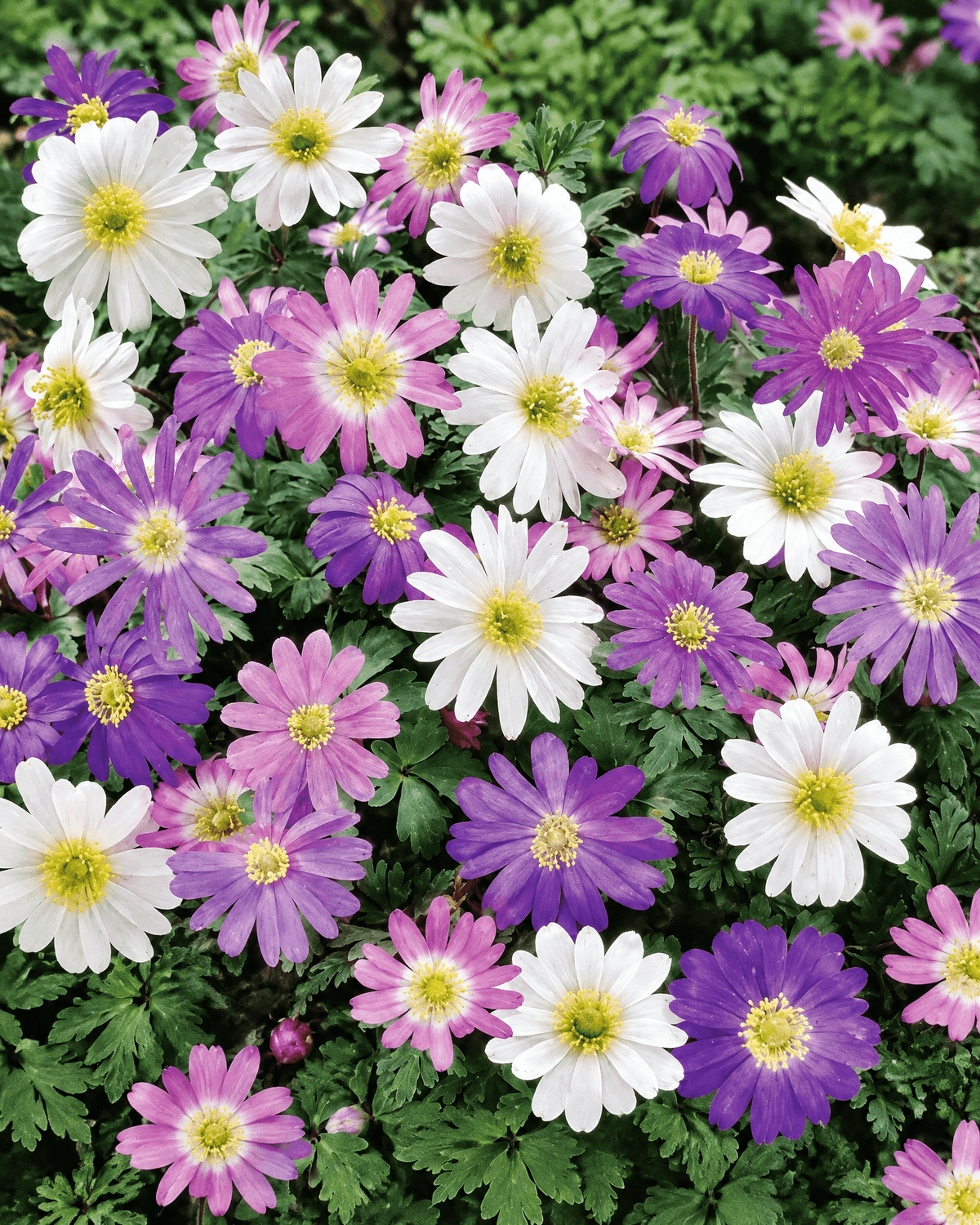 Hvide, pink og lilla Anemone blanda i blomst