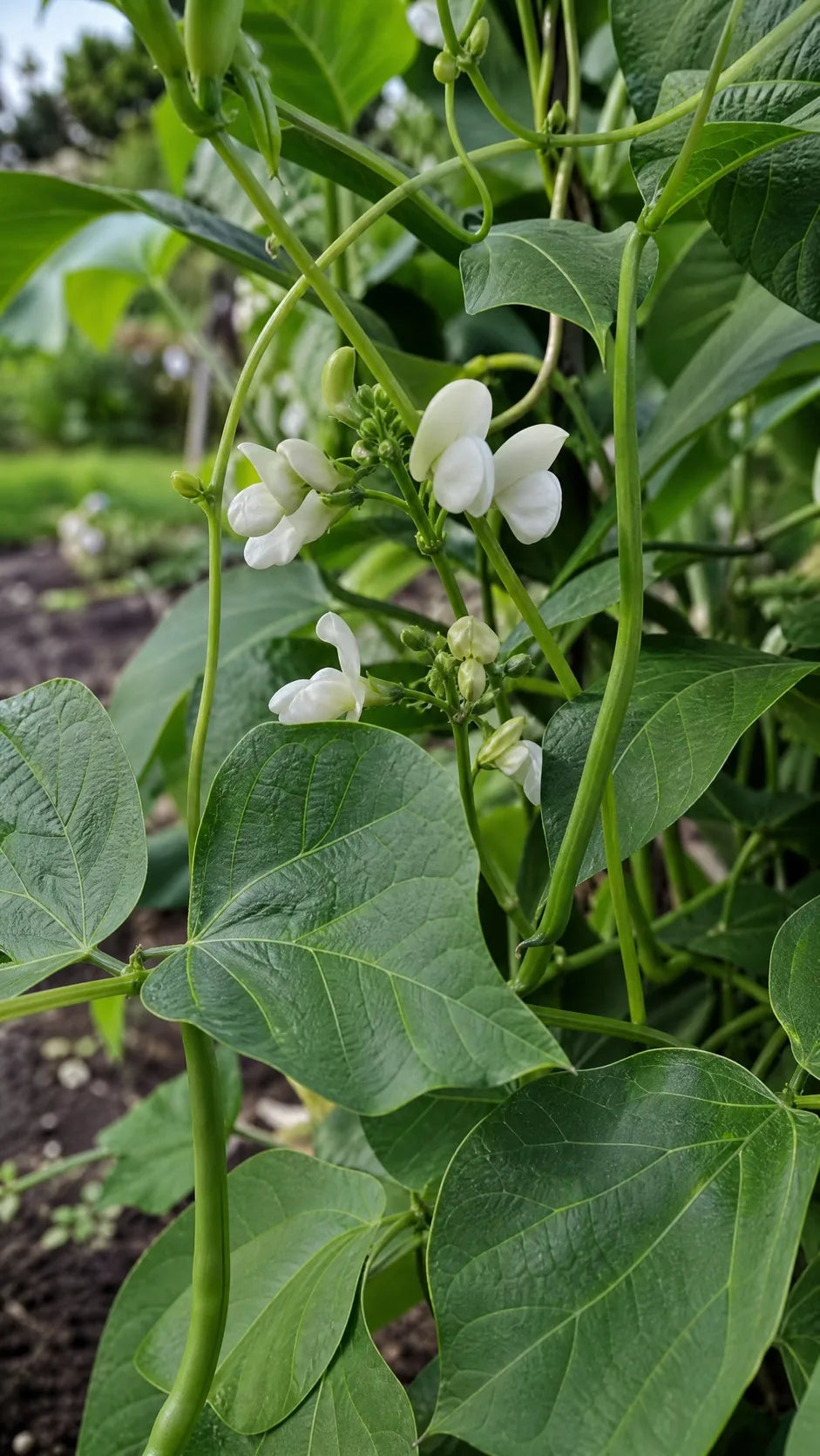 Pralbønne 'Emergo White' frø – foto af bønneplanten med grønne bælge