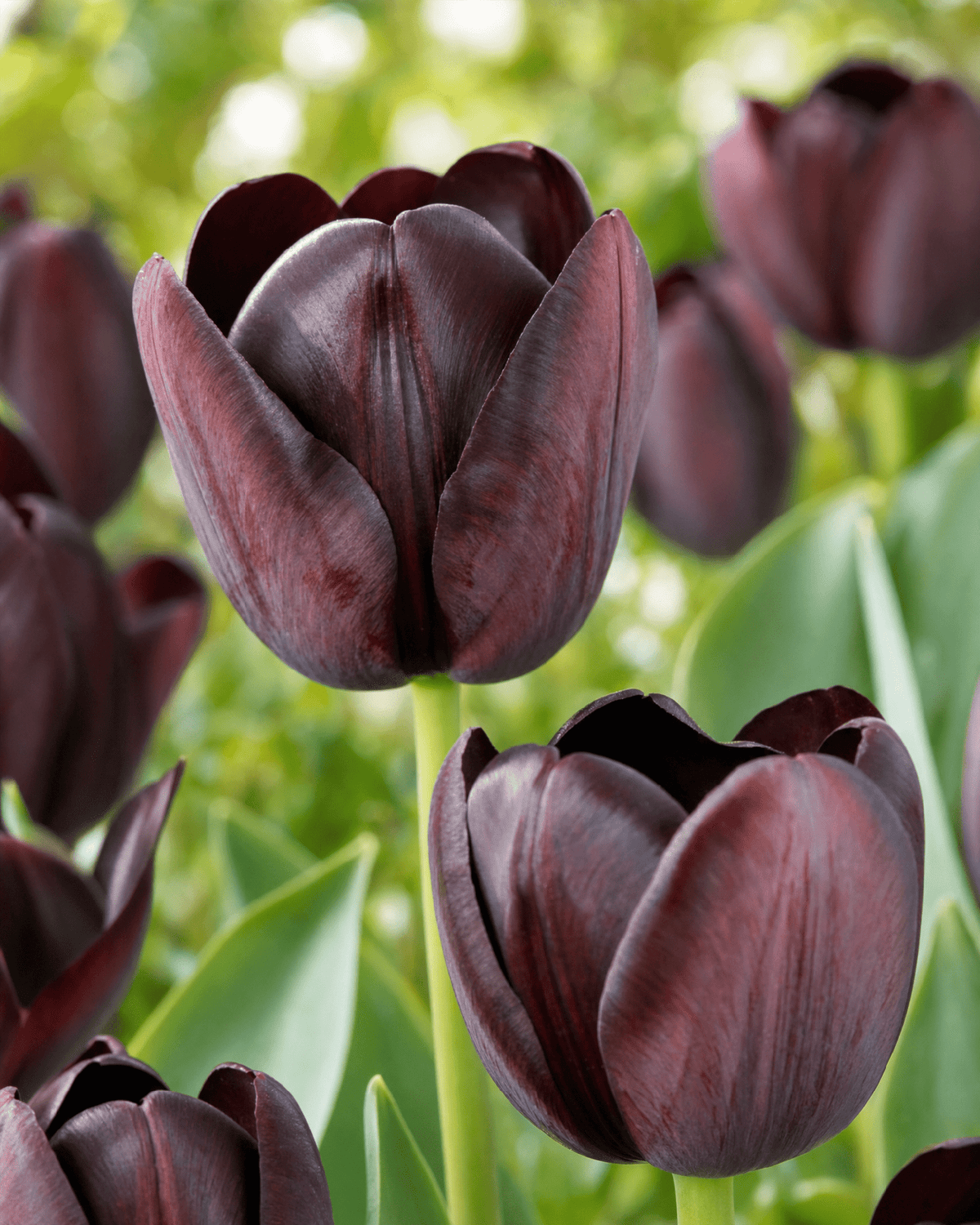 Nærbillede af Tulipan 'Queen of Night' blomster med silkeagtige kronblade