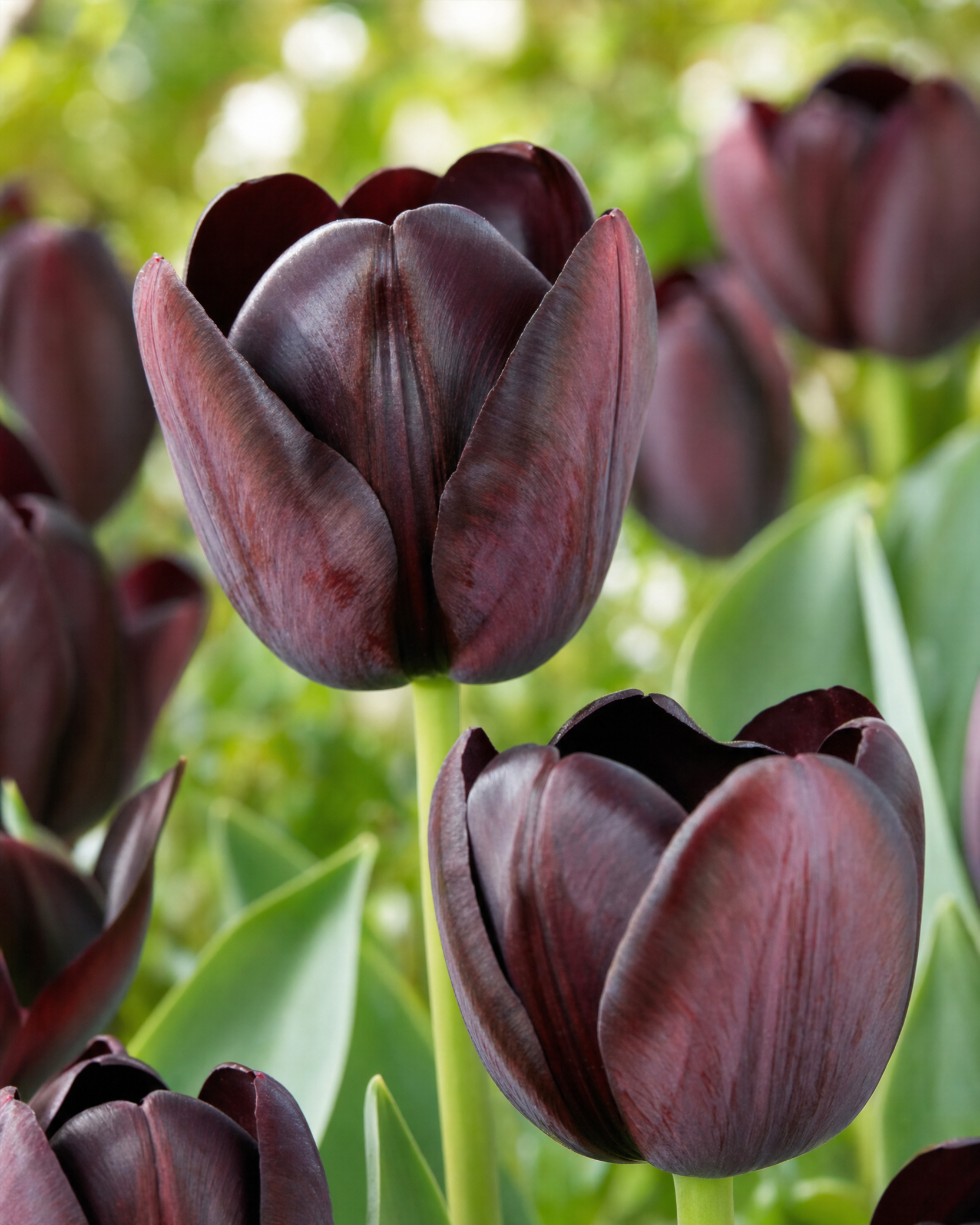 Tulipan 'Queen of Night'