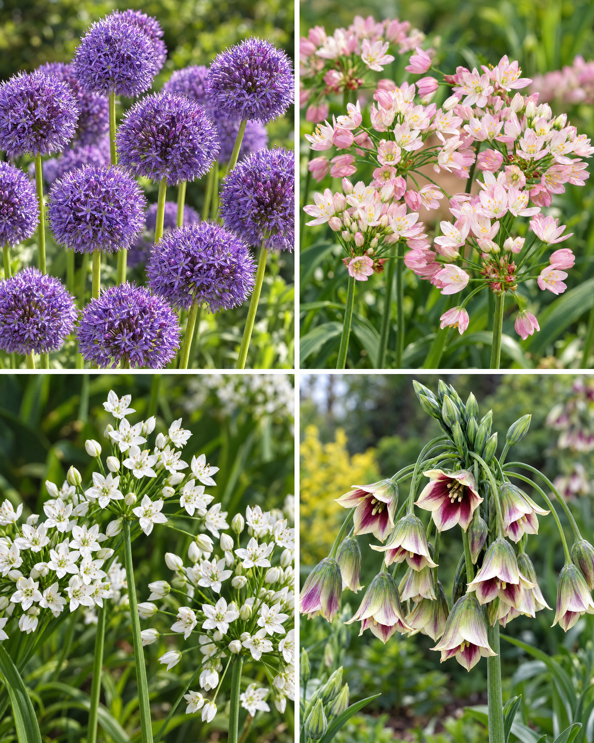 Sommerfuglevenlig løgblanding – fire felter med lilla, rosa og hvide prydløg samt mørke fritillaria