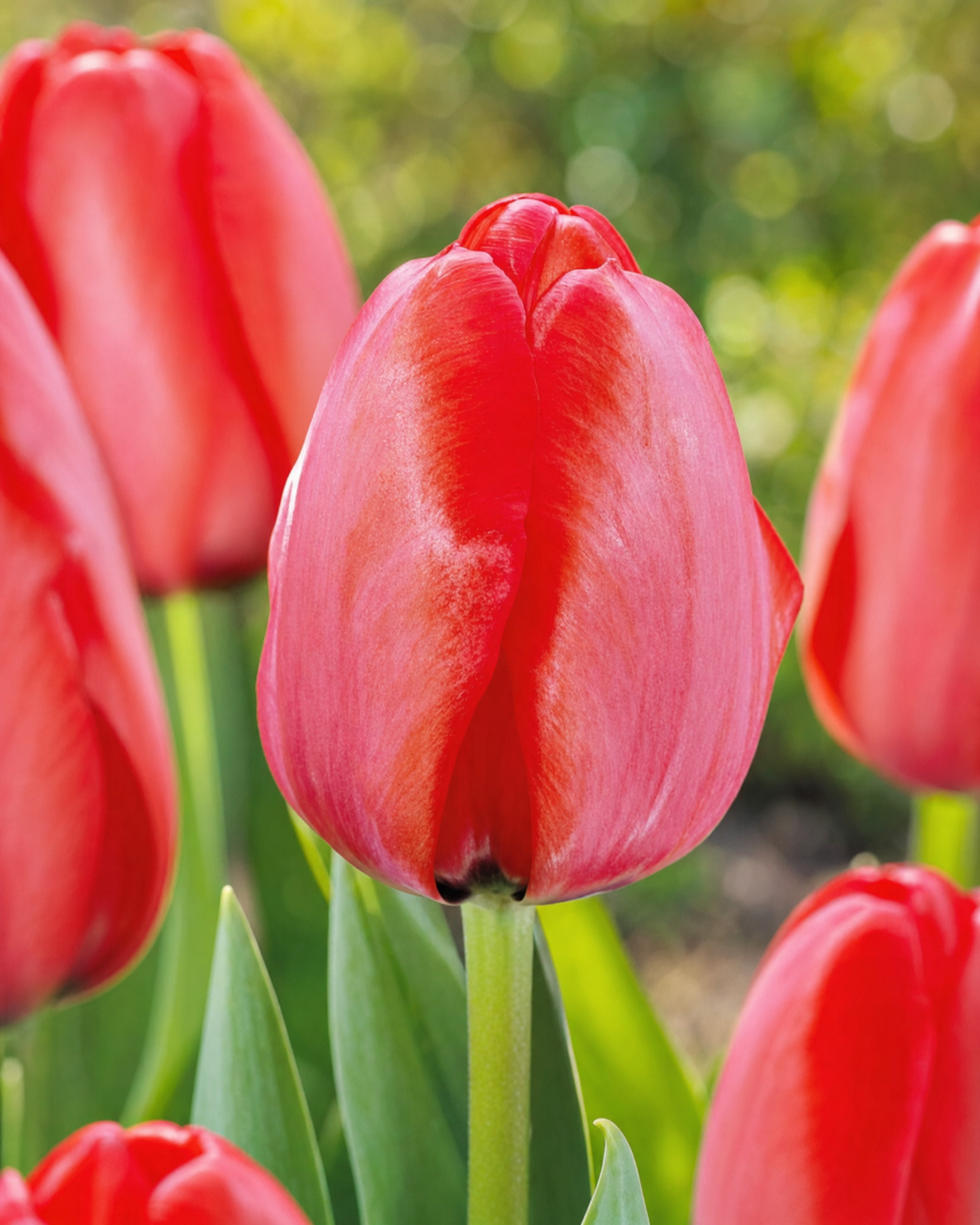 Tulipan 'Red Impression' 12/+ cm