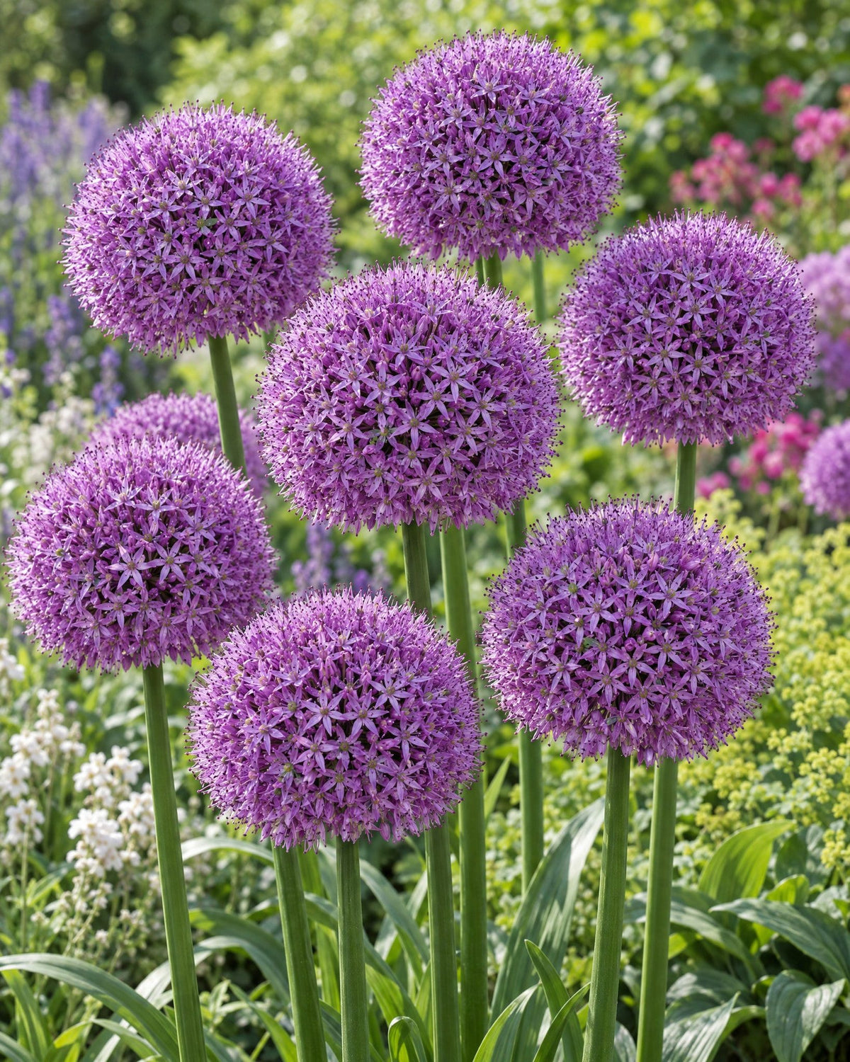 Lilla prydløg Gladiator med store kuglerunde blomsterstande