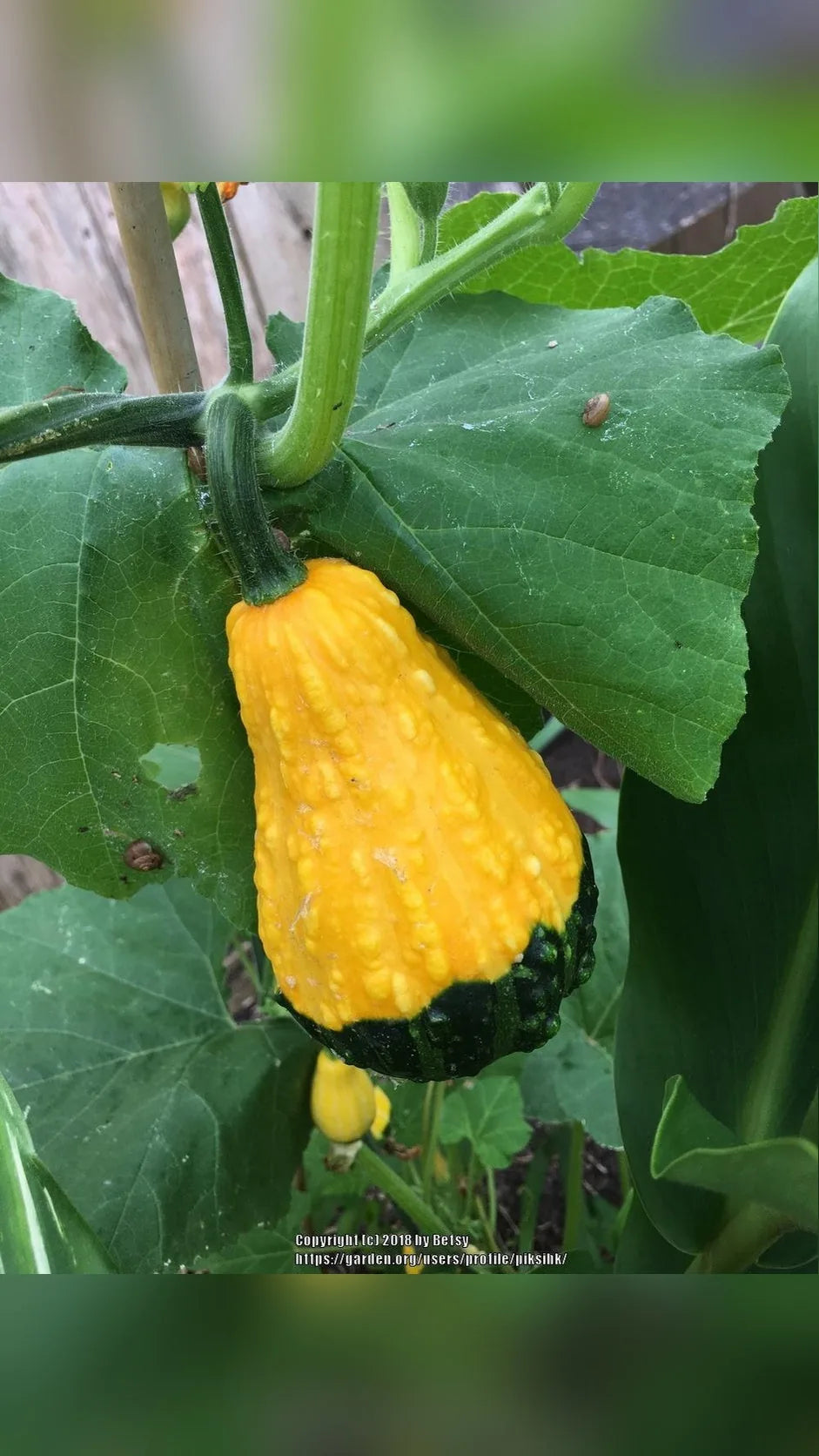 Pyntegræskar frø – foto af planten med frugter