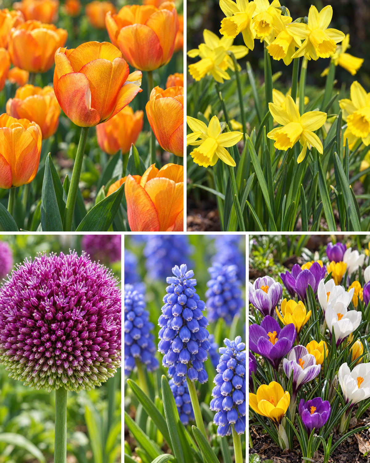 100 dage med forår – fem blomsterfelter med orange tulipan, gul narcissus, lilla prydløg, blå perlehyacint og botaniske krokus