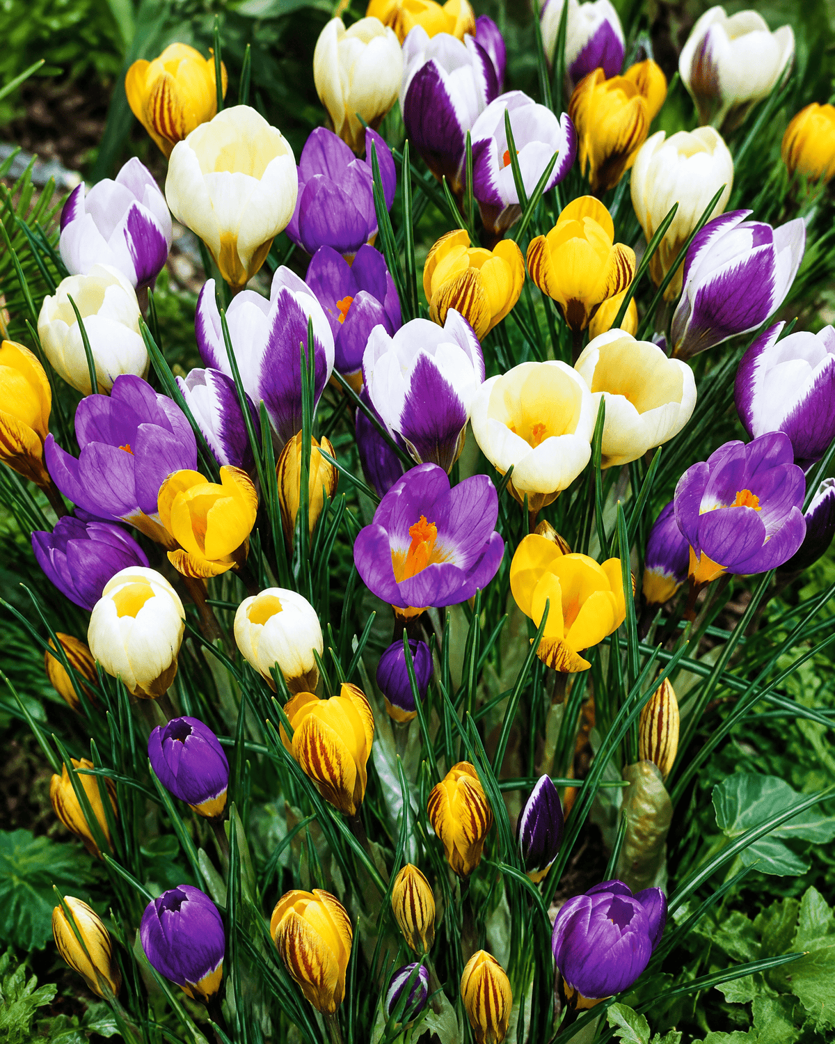 Gule, lilla og hvide krokus i blomst med grønne blade