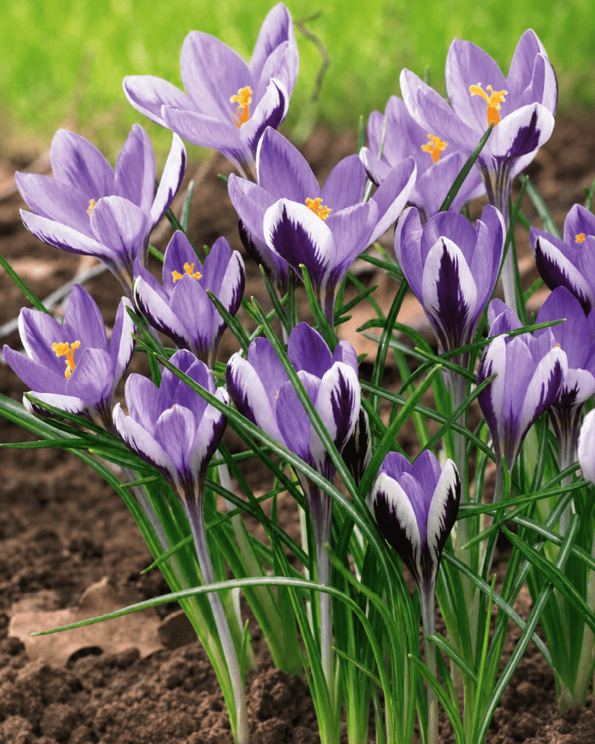Lilla og hvide Crocus Spring Beauty med orange støvknapper