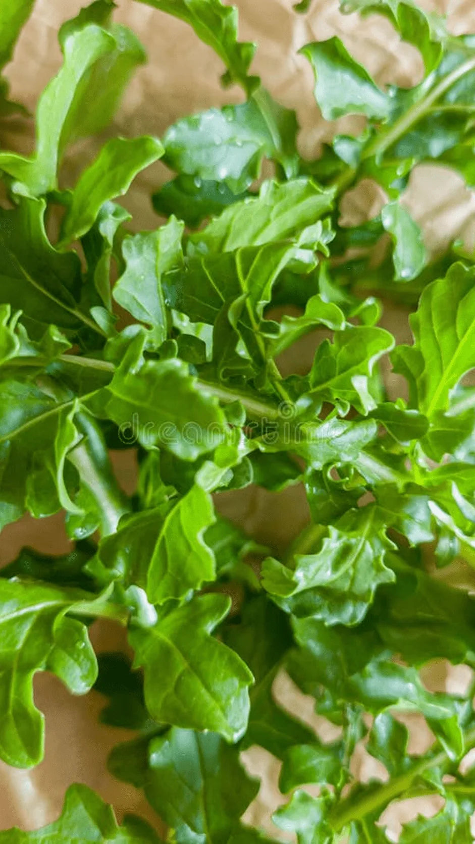 Rucola frø – foto af grøntsagsplanten