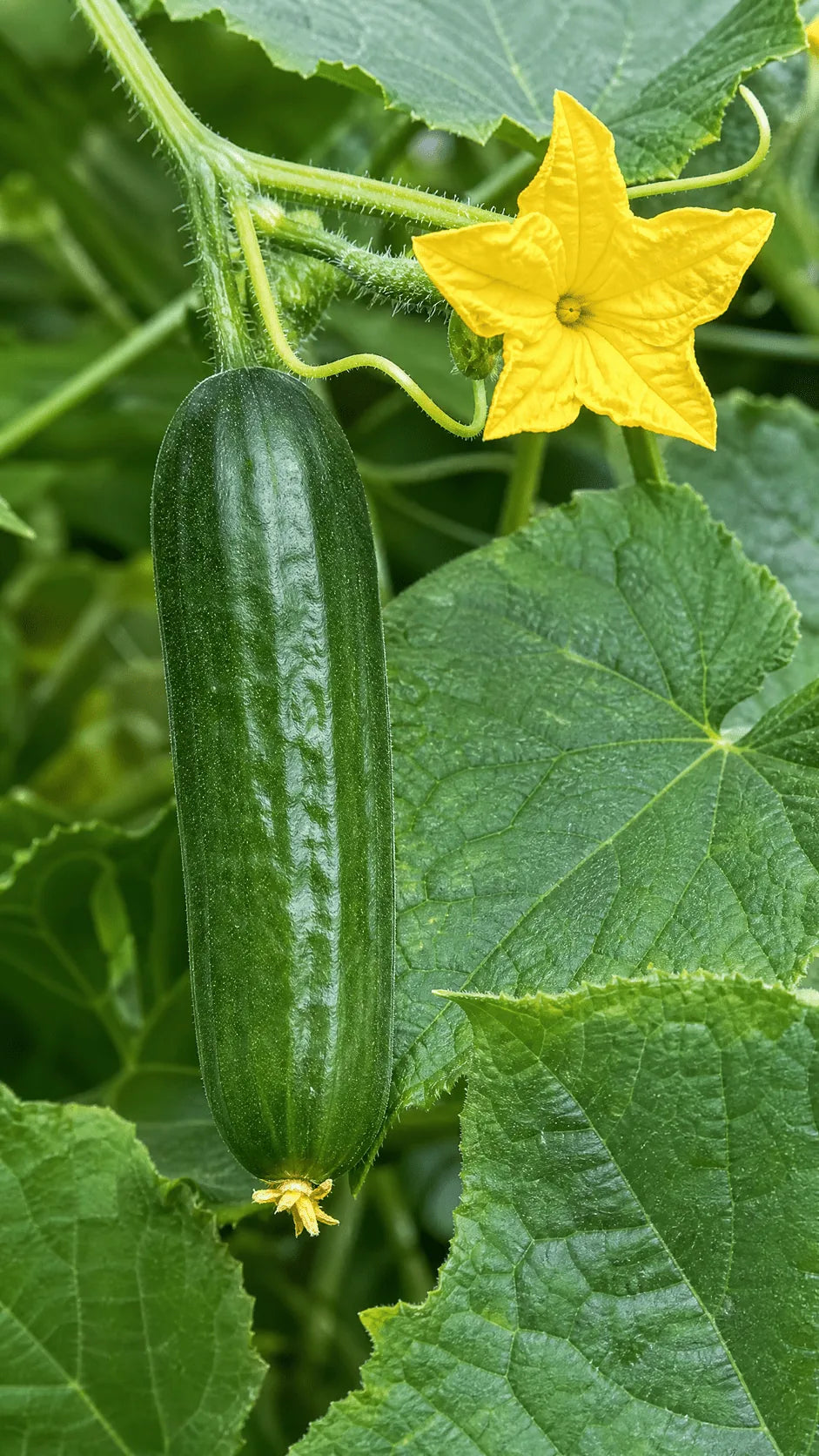 Snackagurk 'Picolino' F1 frø – foto af agurkplanten