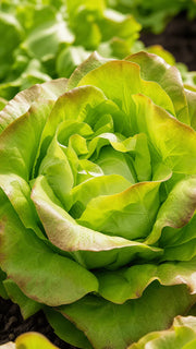 Hovedsalat 'May Queen' frø – foto af grøntsagsplanten