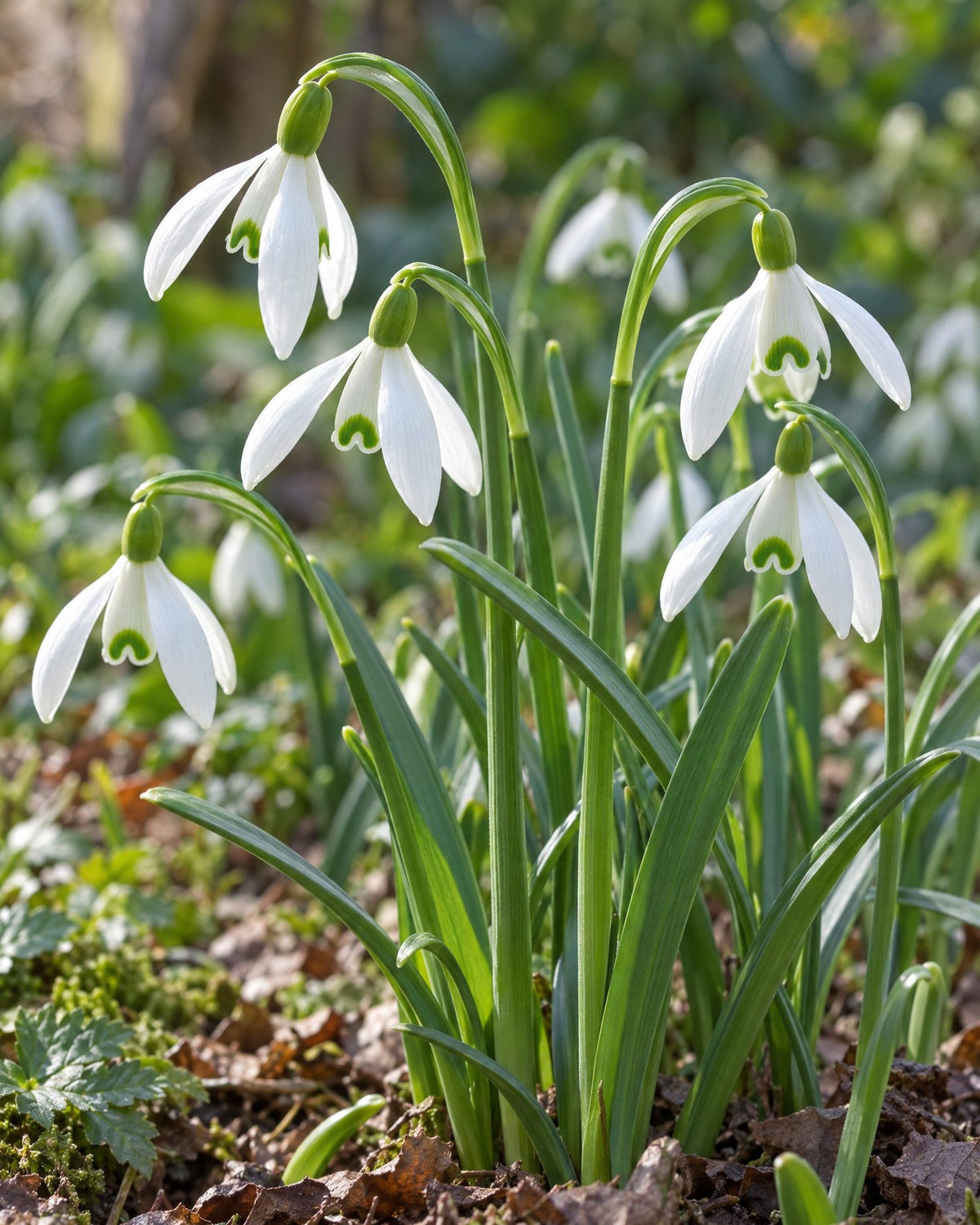 Tyrkiske vintergækker med grønne aftegninger på de indre blomsterblade