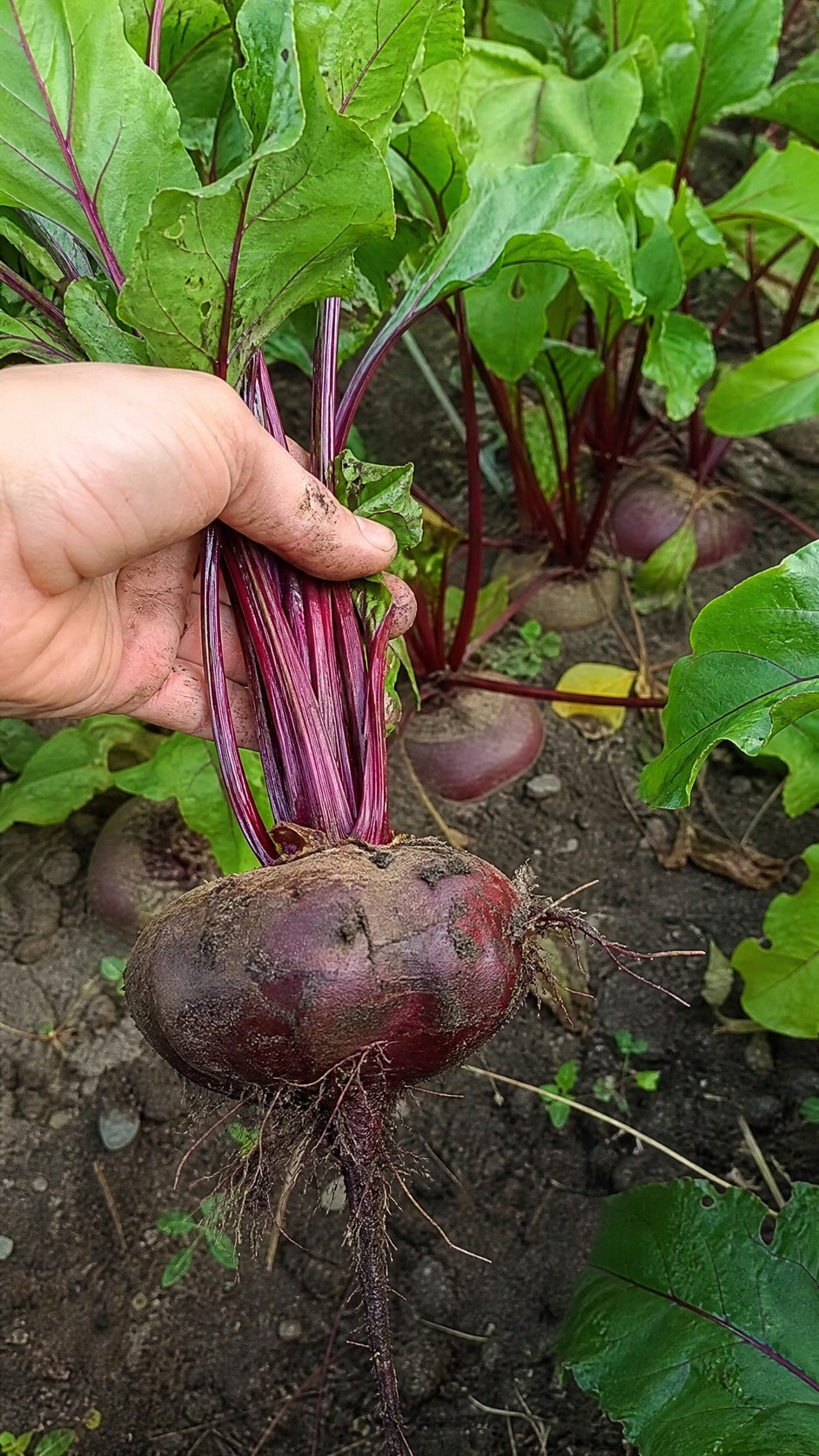 Rødbede Egyptian Turnip – frisk rod høstes med blade og stilke