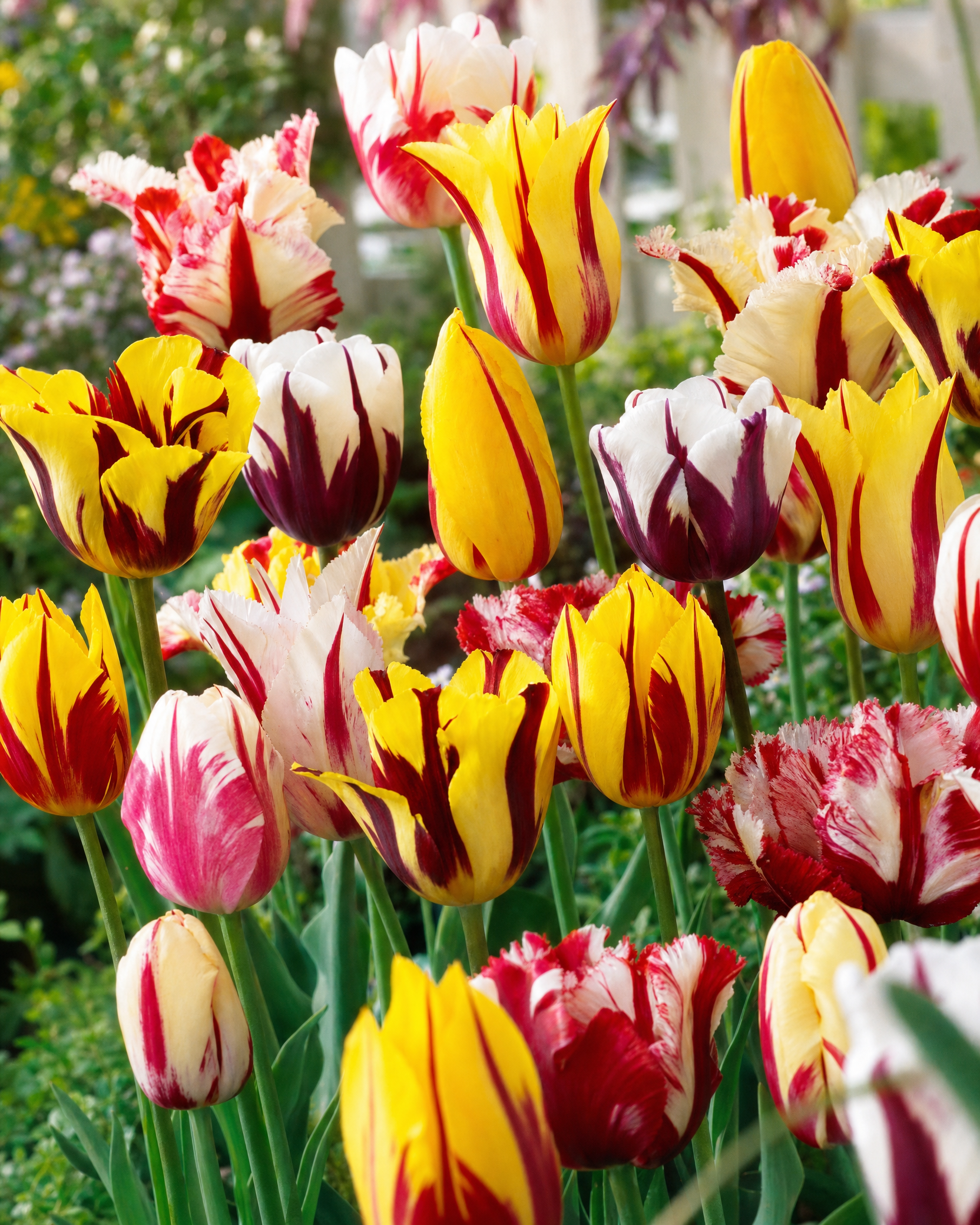 Tulipan 'Rembrandt' blanding 11/12 cm