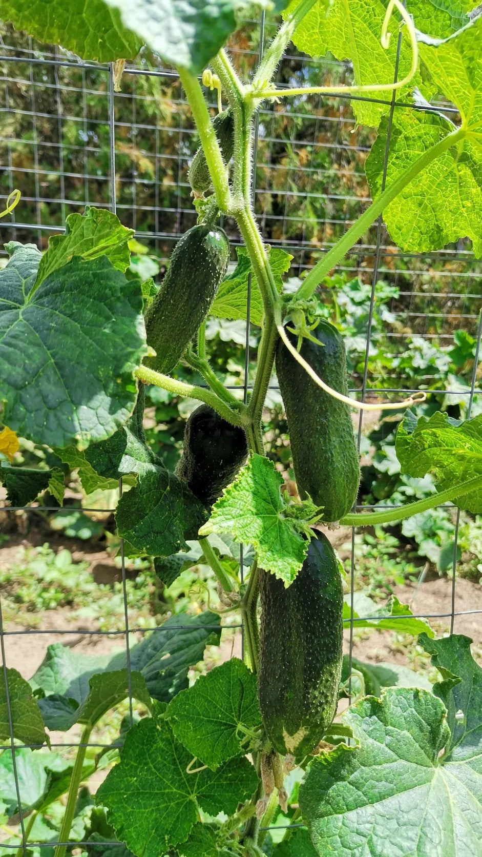 Agurk Hokus frø – foto af agurkplanten