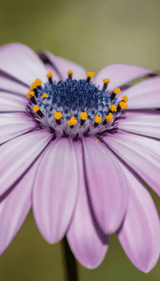 dimorphotheca sinuata