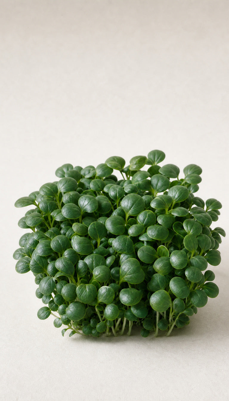 Tatsoi som plantebillede, mere afstand, 768 x 1344 px