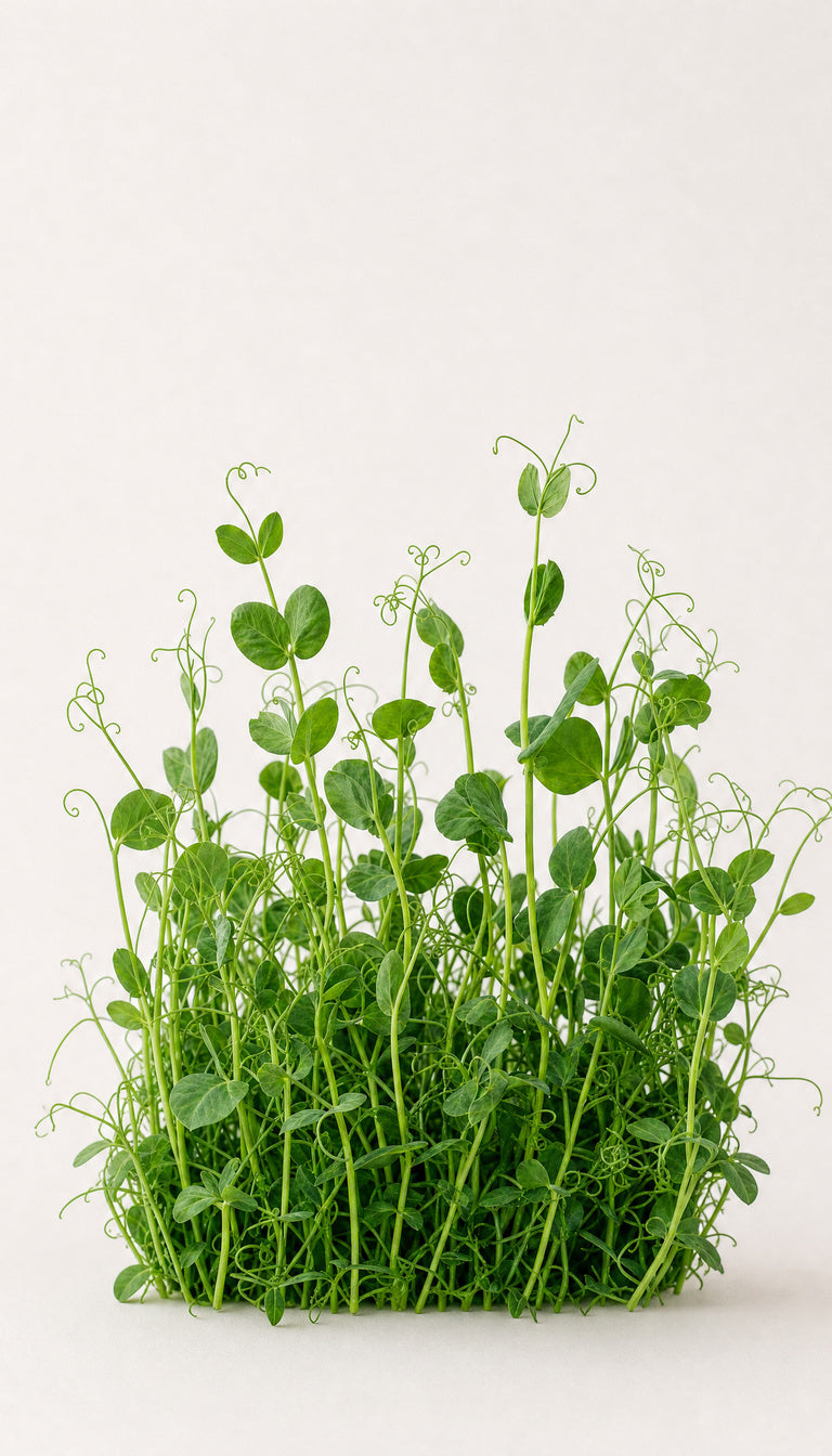 Ærteskud som plantebillede, mere afstand, 768 x 1344 px