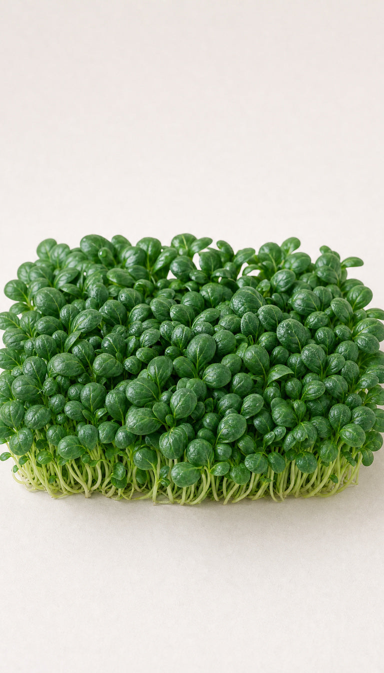 Japansk tatsoi som plantebillede, mere afstand, 768 x 1344 px