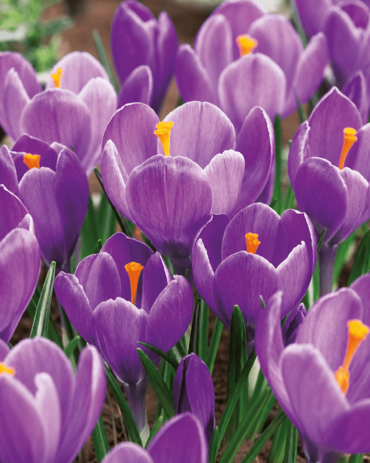 Lilla Crocus Grand Maitre med orange støvdragere i blomst
