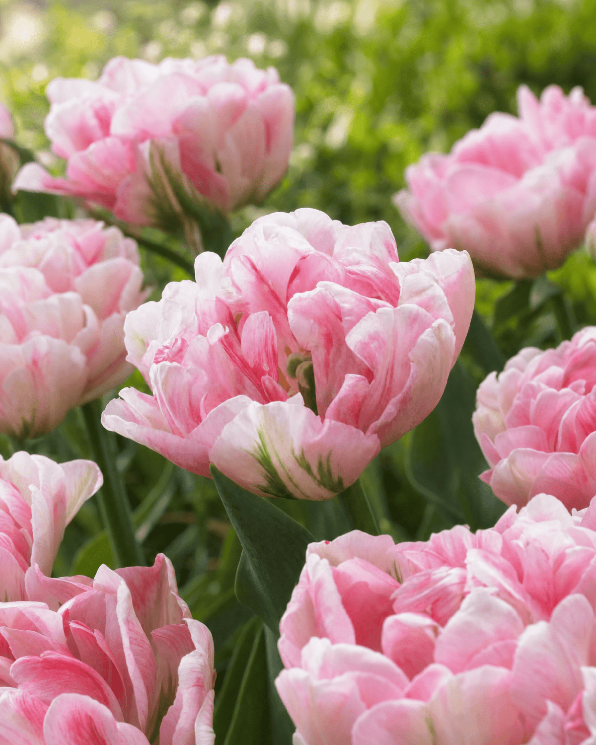 Lyserøde fyldte sene tulipaner 'Finola' med pæonlignende blomster og hvide striber