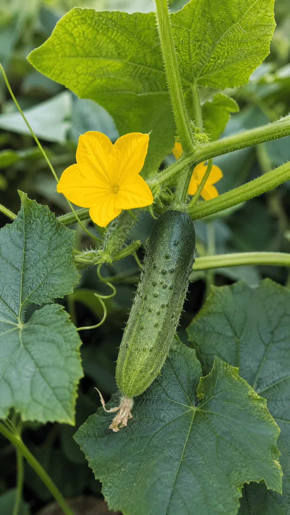 Agurk Bella frø – foto af agurkplanten