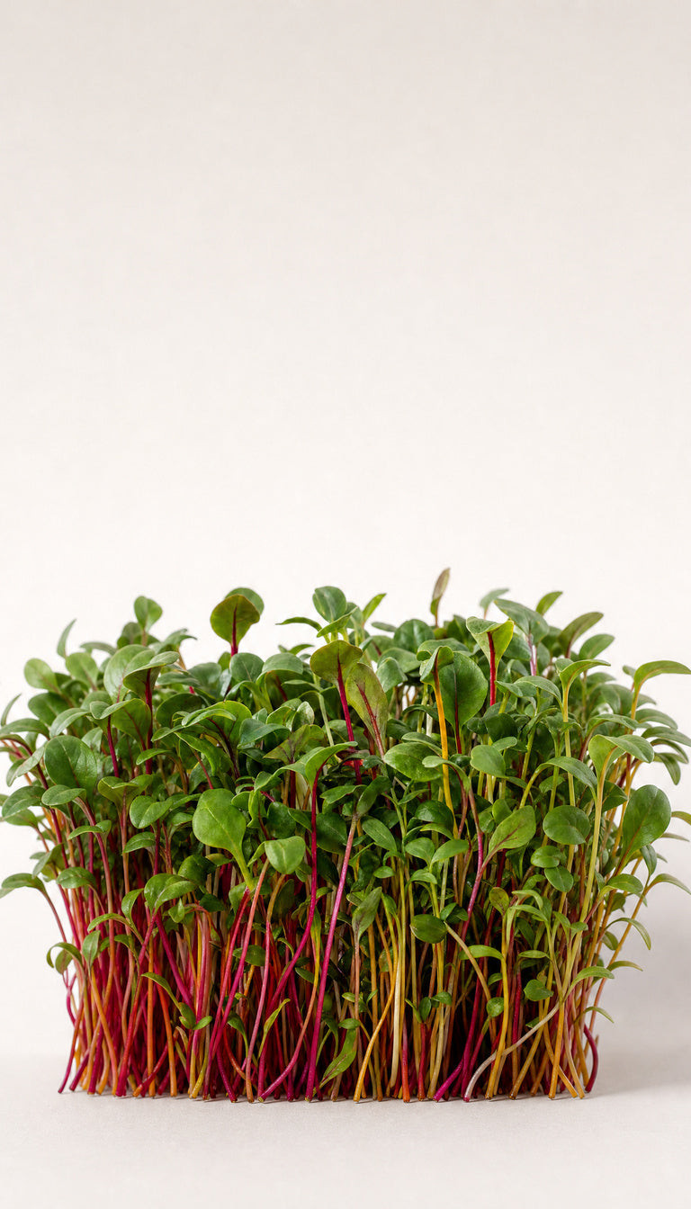 Regnbuebladsbedemix som plantebillede, mere afstand, 768 x 1344 px