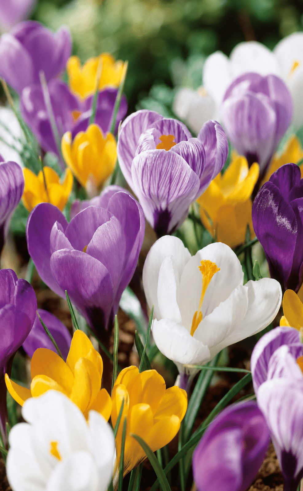 Crocus Grandiflora blanding løg i lilla, hvid og gul