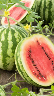 Vandmelon 'Crimson Sweet' frø – foto af planten med frugter