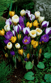 Gul og lilla krokusløg i blomst, 20 stk løgstørrelse 5/7