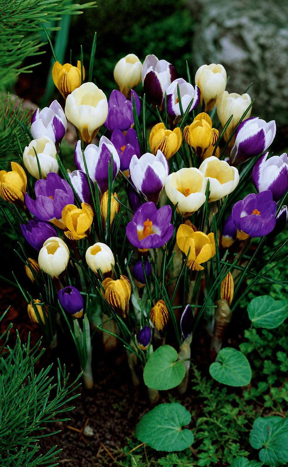 Gul og lilla krokusløg i blomst, 20 stk løgstørrelse 5/7